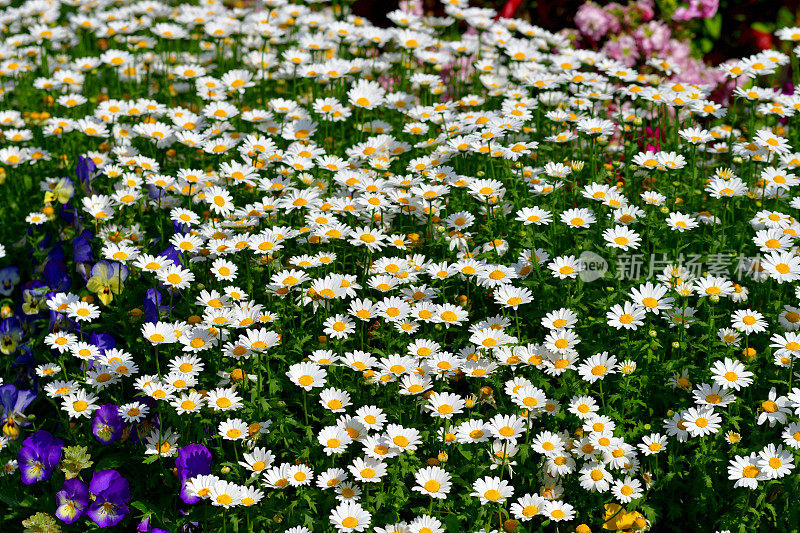 菊花/牛眼雏菊